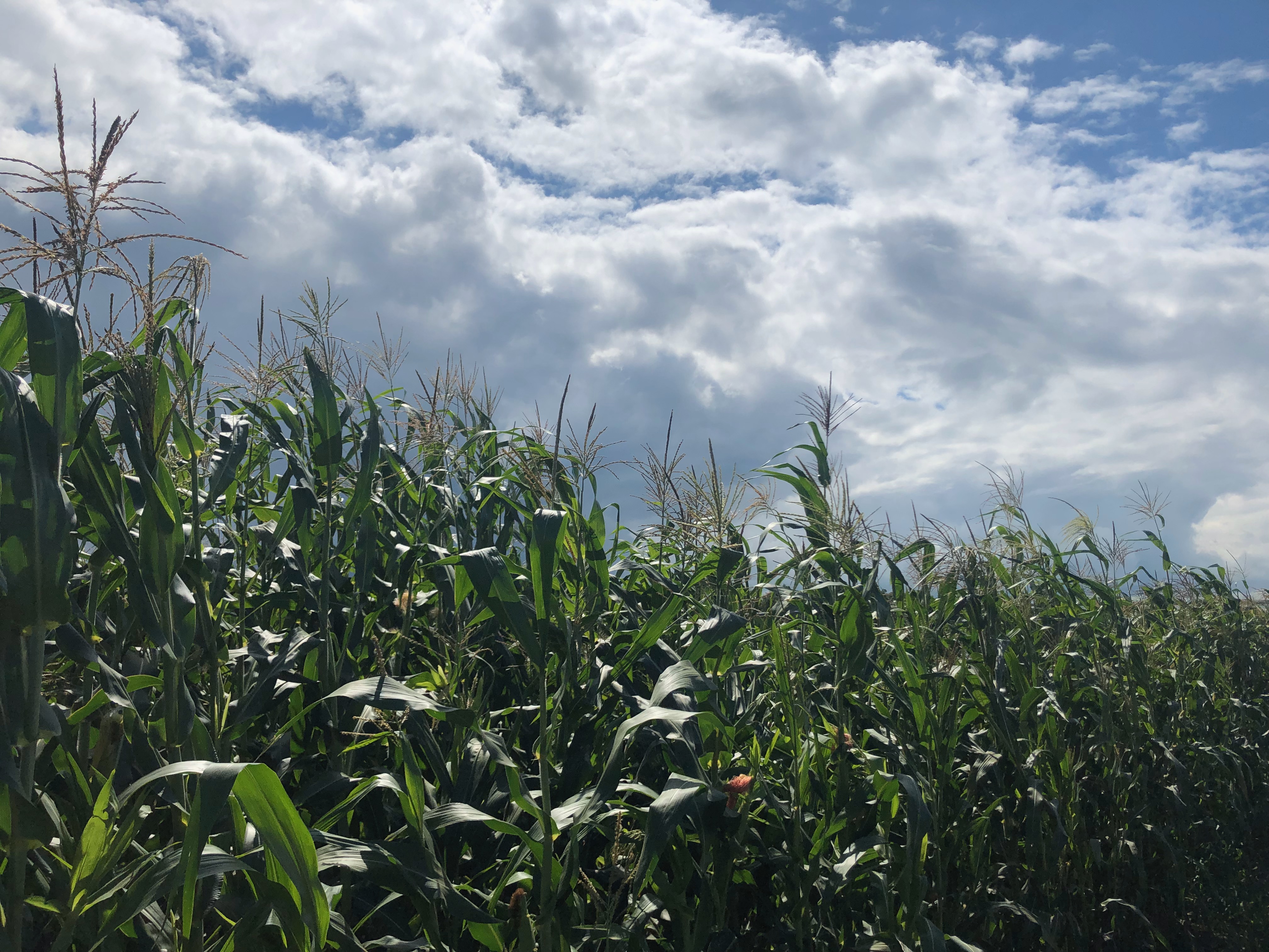 Row of corn against blue sky