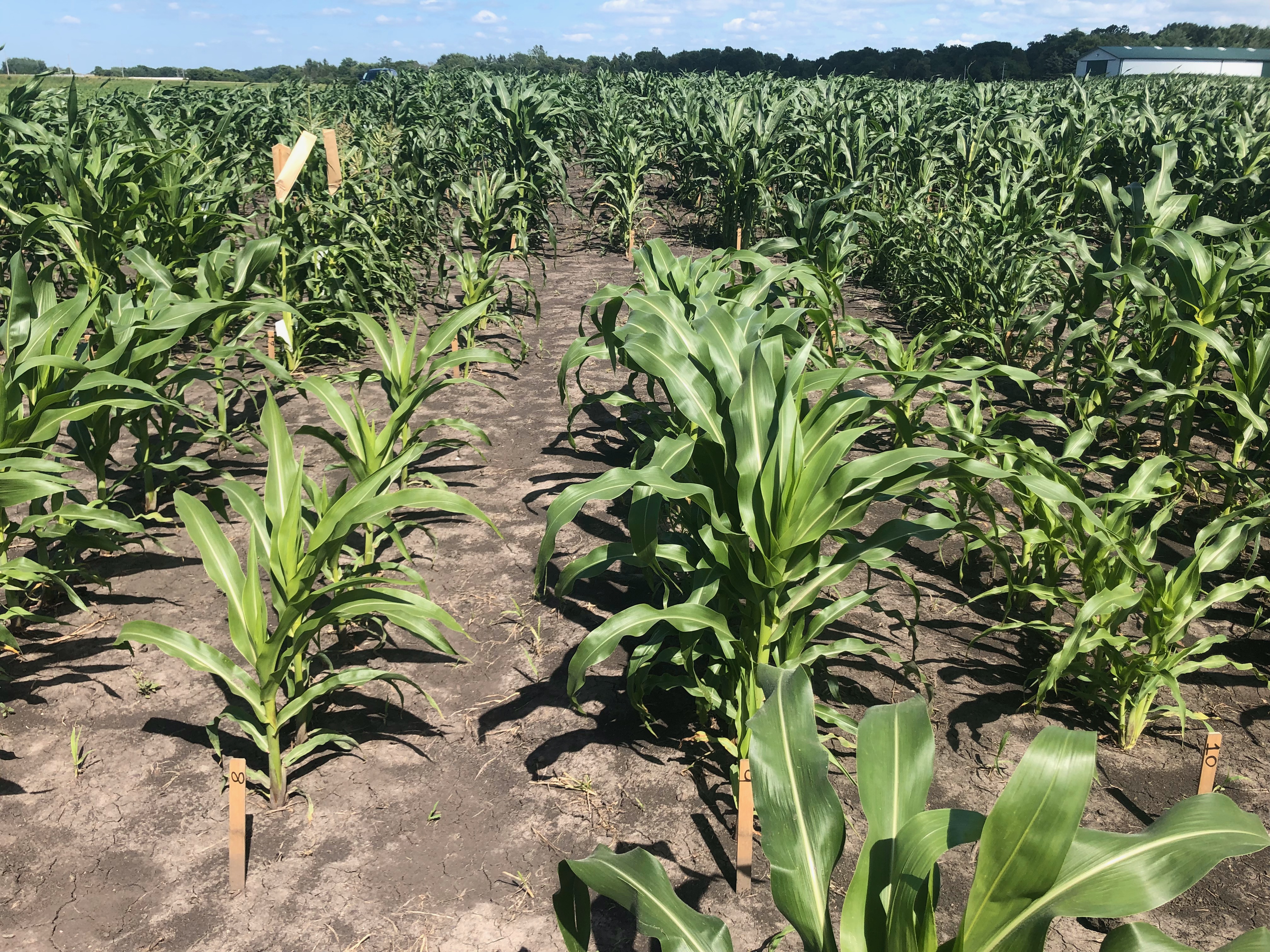 Hybrid trio of maize lines