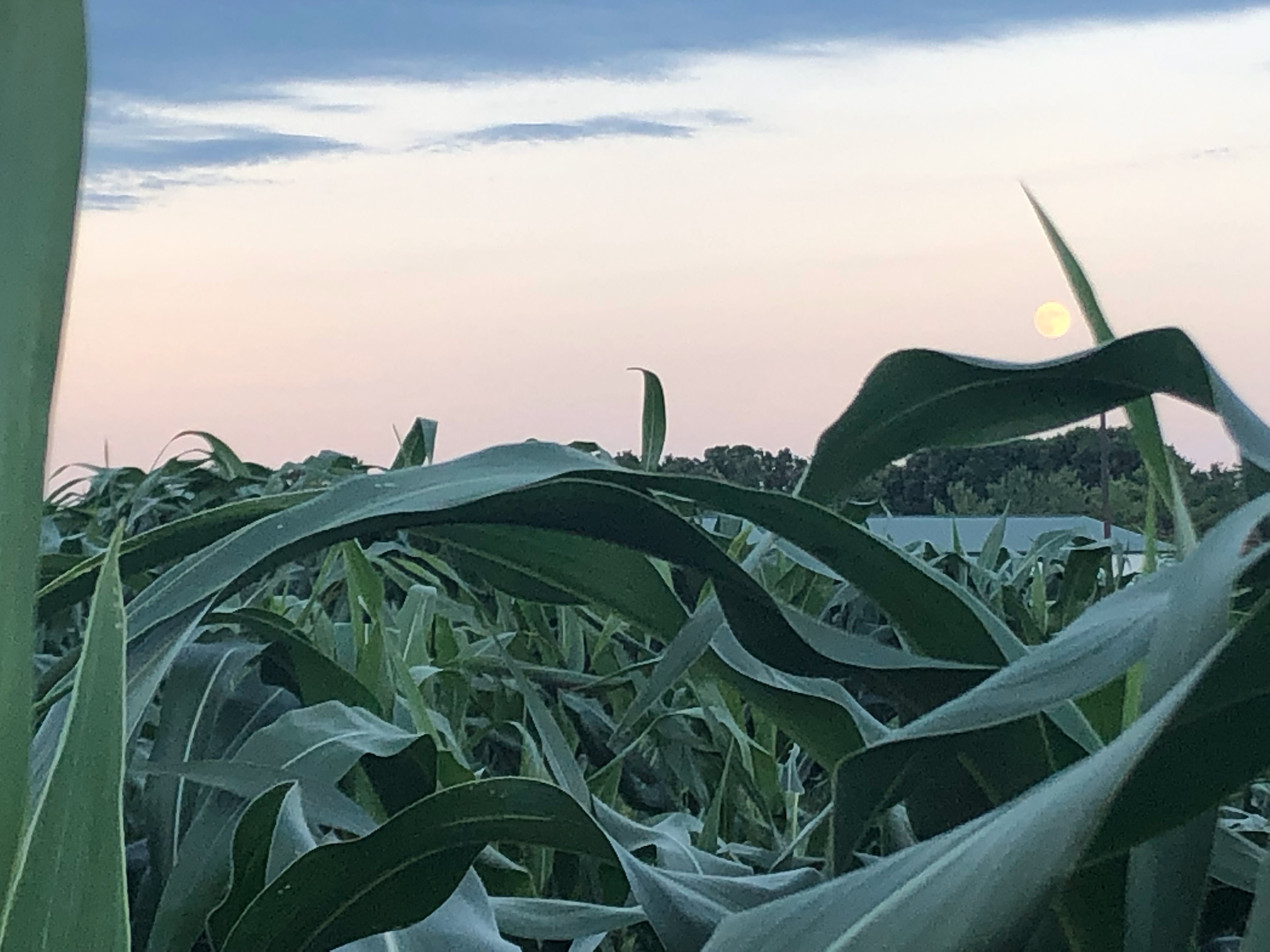 Full moon in corn field at dusk