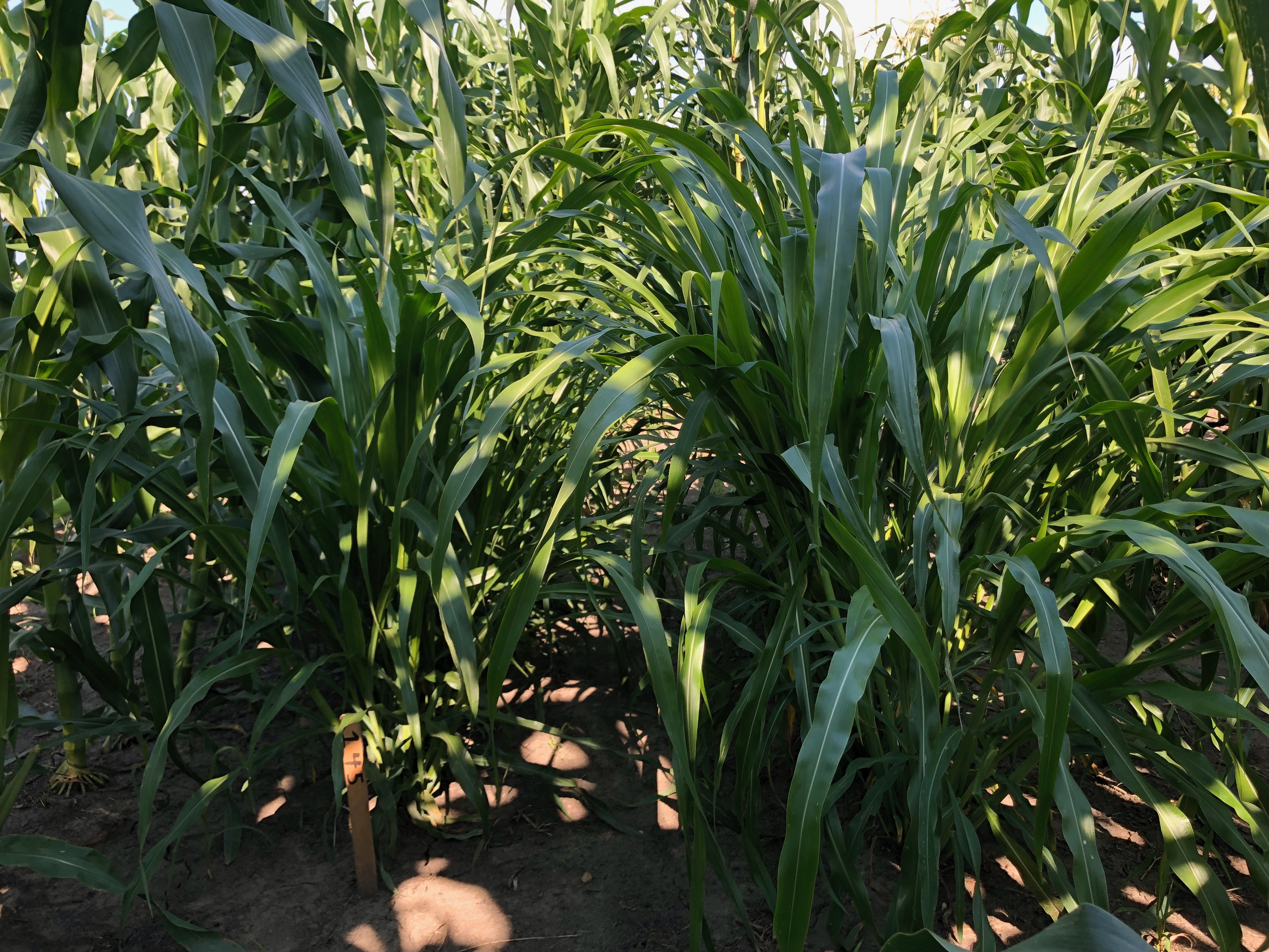 Teosintes grown in Iowa field conditions, summer of 2019