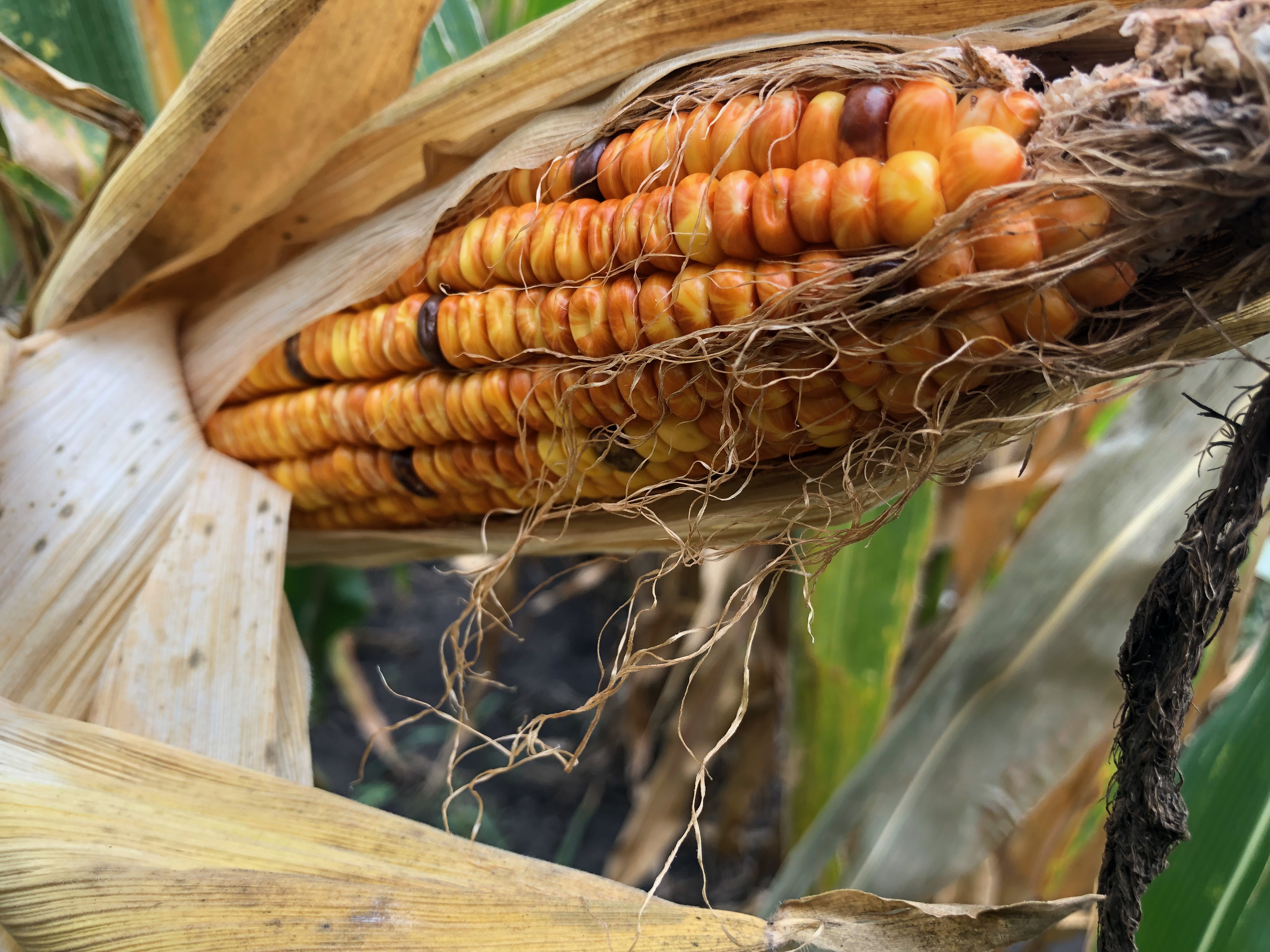 Colorful maize ear in red and gold