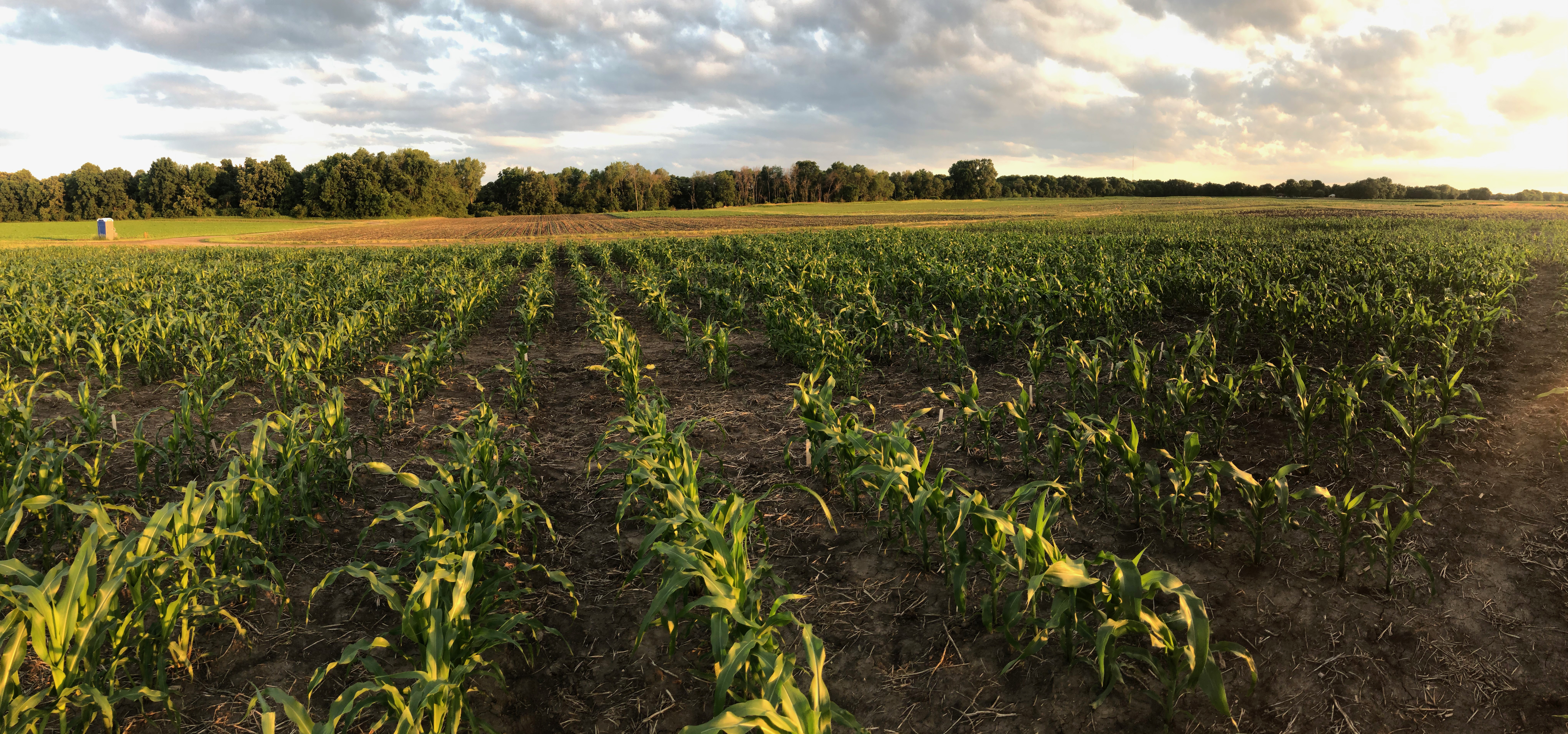 Sunrise on the solstice overlooking hybrid population of maize in Iowa