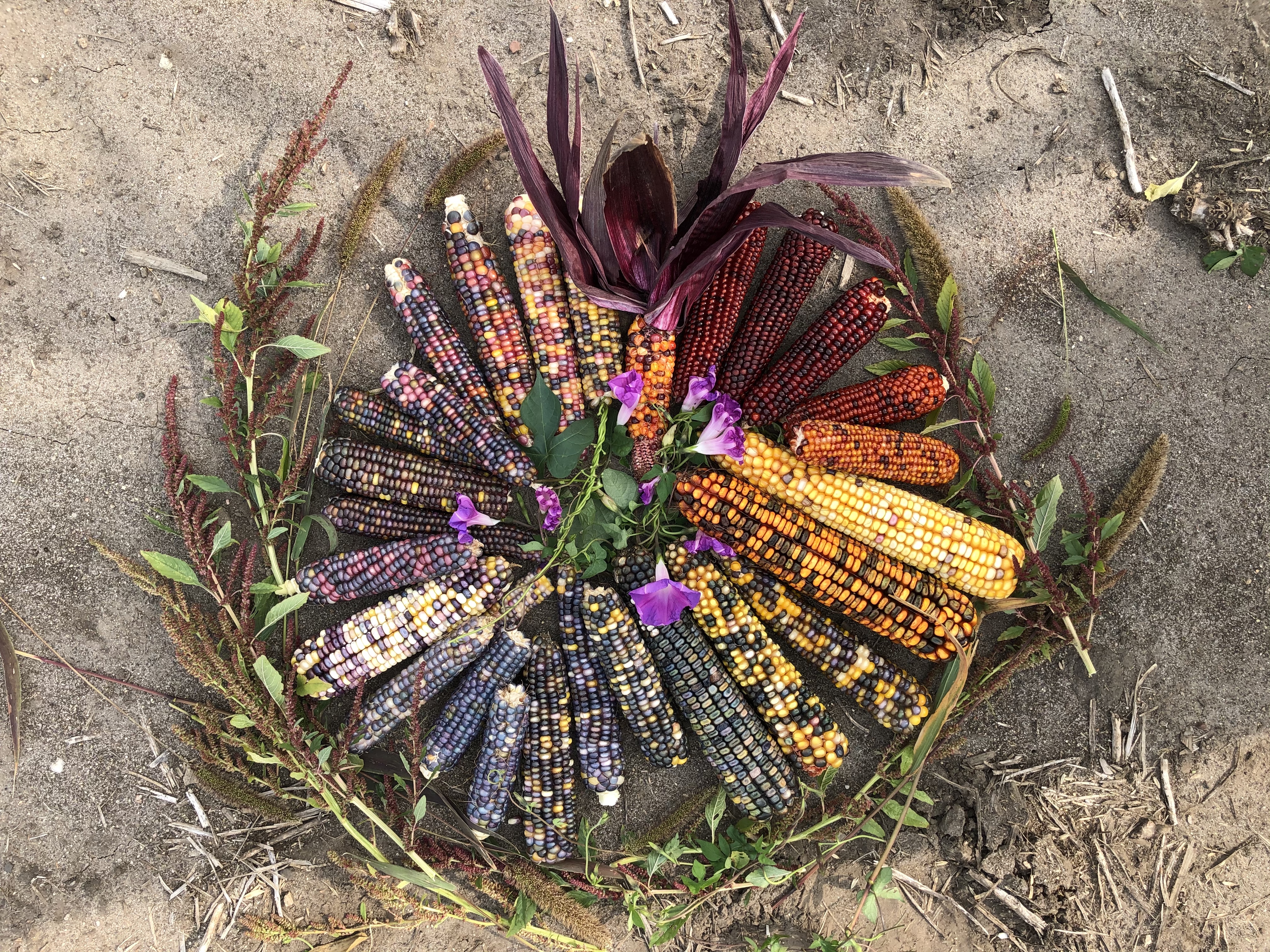 Maize color diversity