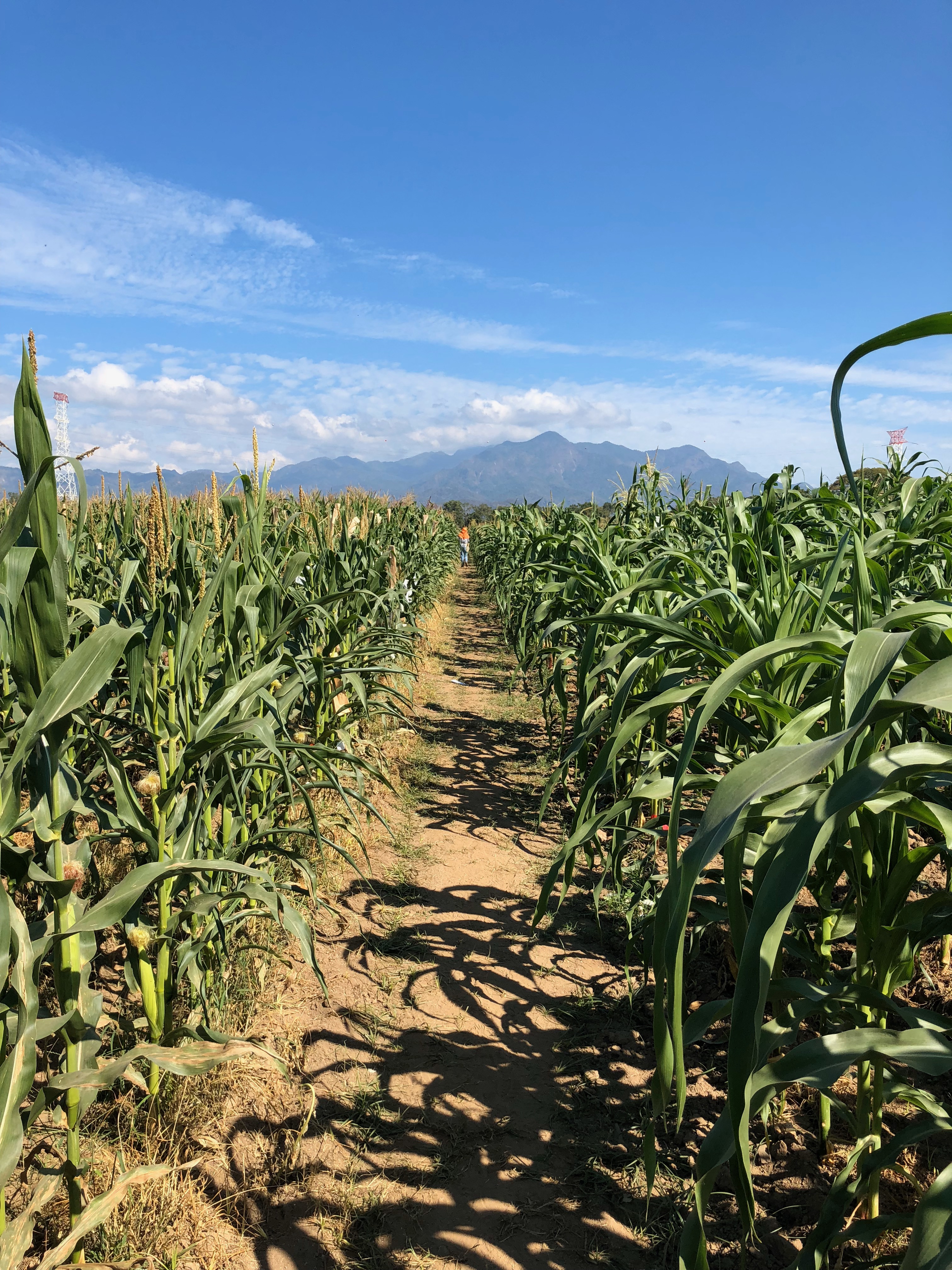 Field of maize in Valle de Banderas with mountains in background